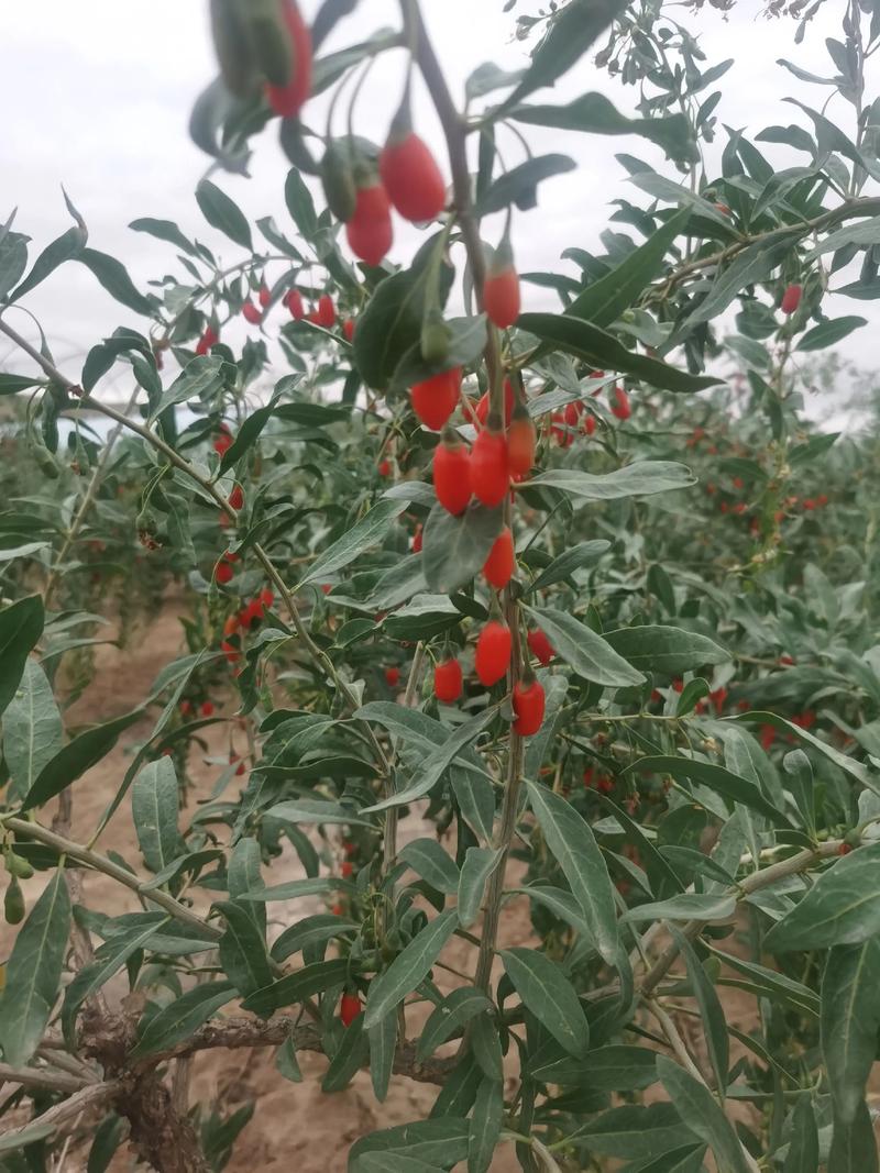 食堂水果采购